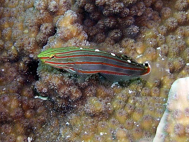 Amblygobius rainfordi